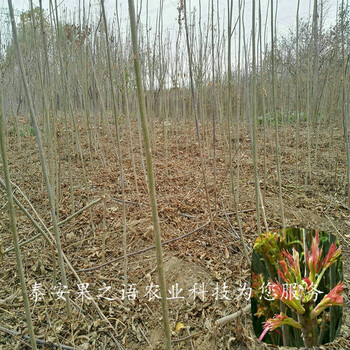 东城1cm香椿苗种植技术订购热线