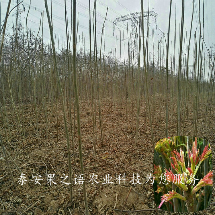 东城1cm香椿苗种植技术订购热线
