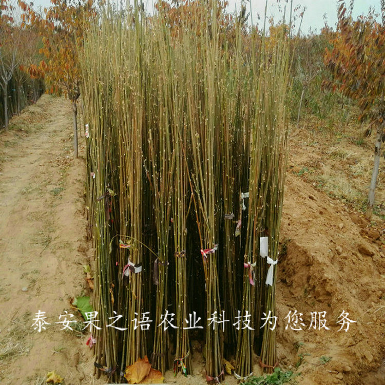 梅州8cm香椿树苗种植基地2018报价