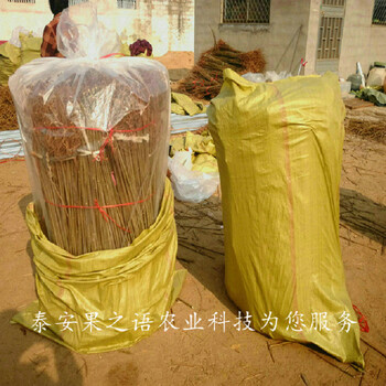 葫蘆島2公分香椿樹(shù)苗行情2018新報(bào)價(jià)