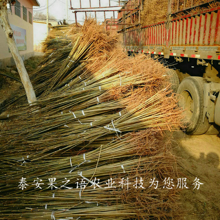 大興安嶺紅香椿樹批發(fā)商質優(yōu)