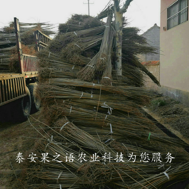 濰坊2公分香椿樹一畝栽多少棵電話
