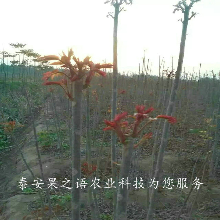 绵阳红油6号香椿树出售信息质优