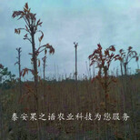 昌都3公分香椿树多少钱一棵质优图片3