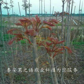 巴南香椿小苗圖片訂購熱線