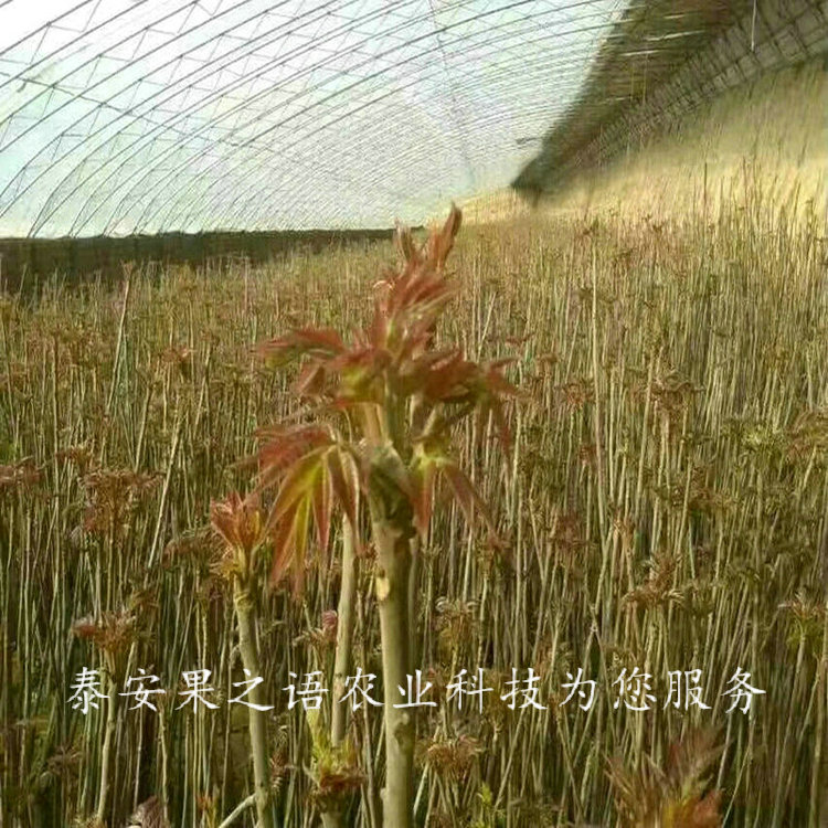 陇南红油香椿树种类繁多2018报价