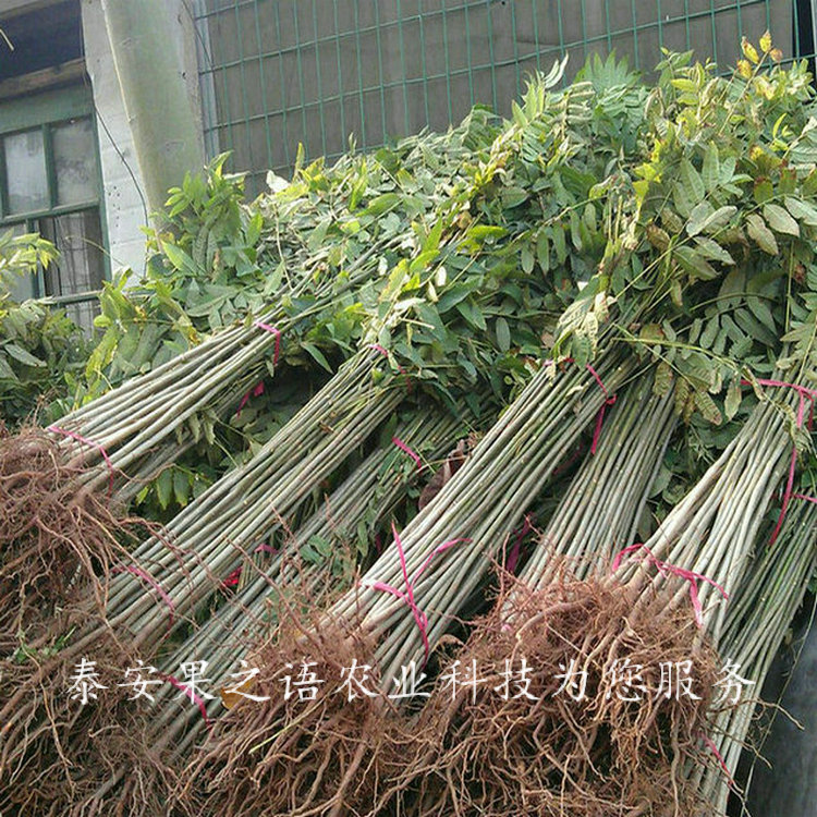 平顶山10cm香椿树成长特性订购热线