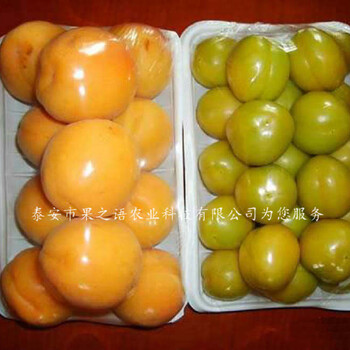 黄石北塞红杏树苗、柏峪扁杏树苗种类繁多种类繁多