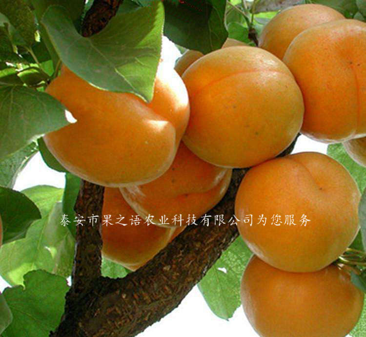 陇南葫芦杏苗成长特性质优
