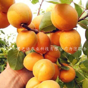 玉溪串枝红杏树苗品种质优