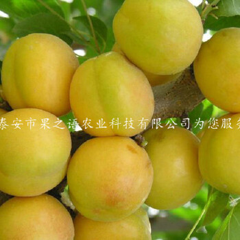 伊犁哈萨克葫芦杏树苗、4cm杏苗价格价格