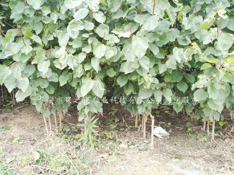 株洲一窝蜂杏树苗、香白杏苗真正适合南方种植的品种真正适合南方种植的品种