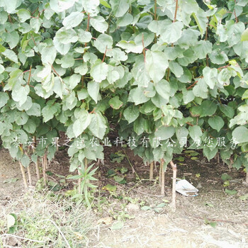 朔州特早巨杏树苗成长特性订购热线