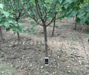 珍珠油杏樹苗珍珠油杏樹苗種植技術圖片