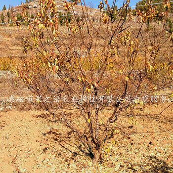 霍邱珍珠油杏树苗种植技术订购热线