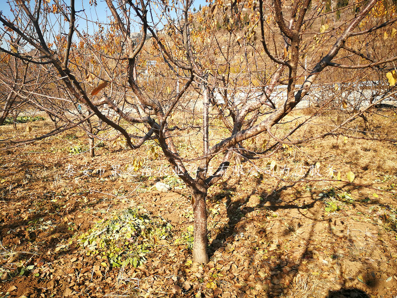 6公分杏树 6公分杏树种植管理