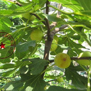 绵阳蓬莱柿无花果苗质优