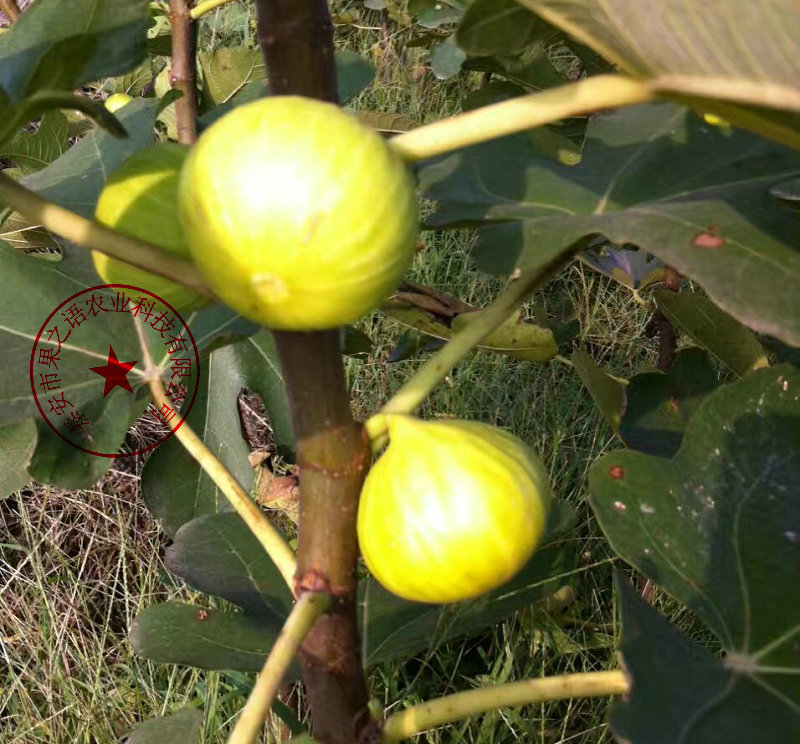 临夏果王无花果苗供应商质优