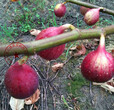 秀山沙漠王无花果树苗种植技术、卡独太无花果树苗品种齐全