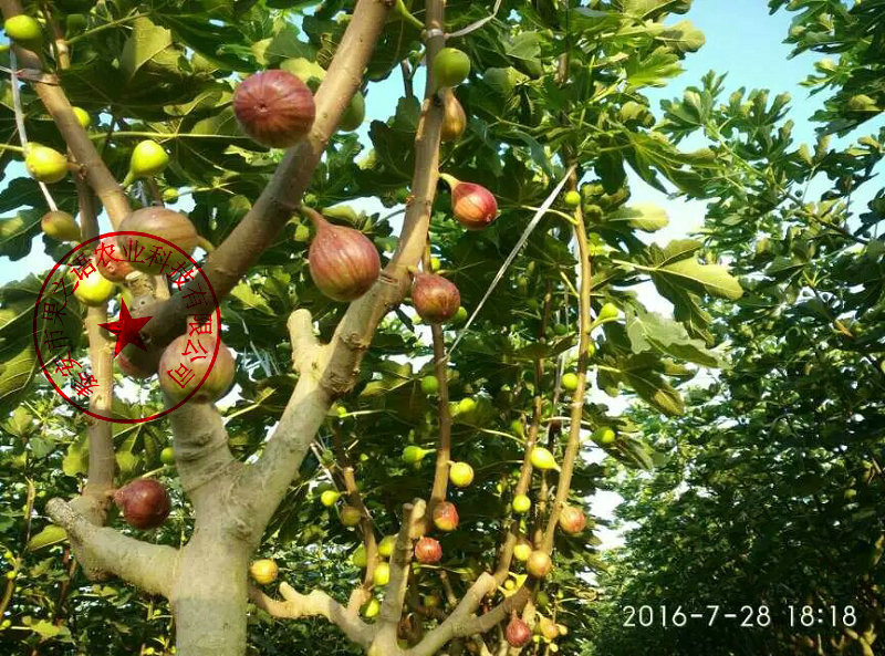 临猗金奥芬无花果树苗种植时间质优