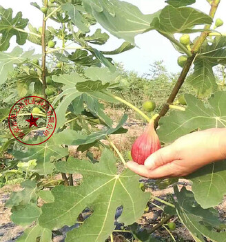 涪陵青皮无花果树苗哪家好、卡利亚那无花果苗种植时间