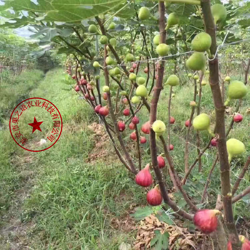 营口日紫无花果树苗哪家好电话