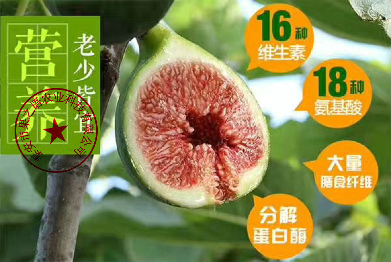 内江无花果苗种植技术订购热线