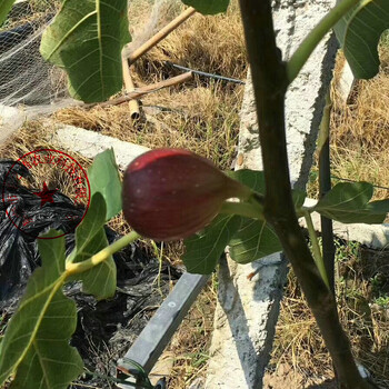 宿迁金奥芬无花果苗种植基地2018新报价