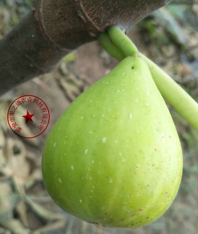 绥化西莱斯特无花果苗种植时间质优