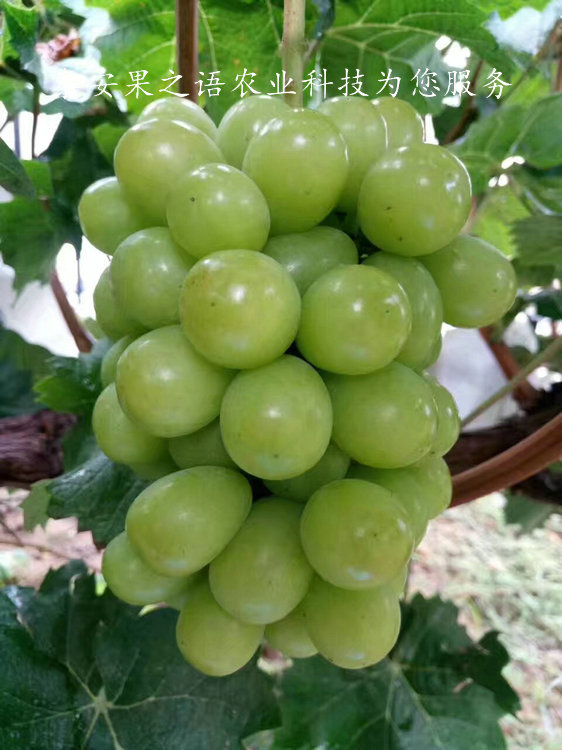 喀什维多利亚葡萄苗品种有哪些质优