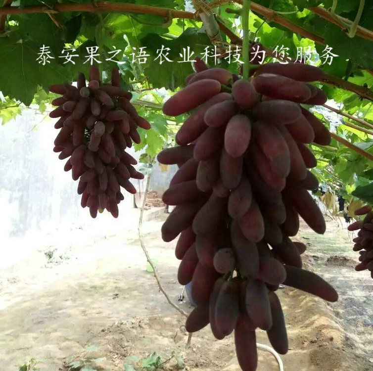 克拉玛依葡萄树哪里有卖2018报价
