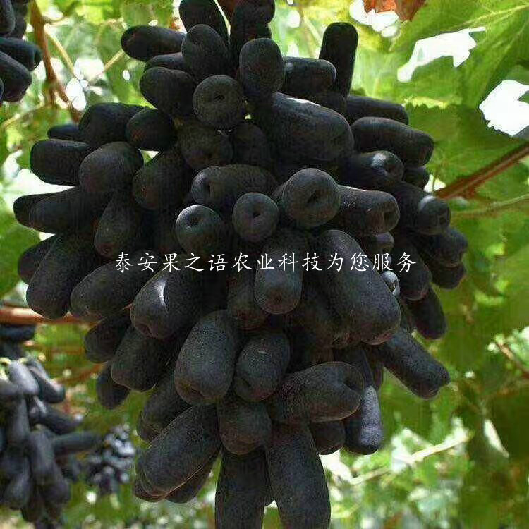 张北京玉葡萄树苗价格质优