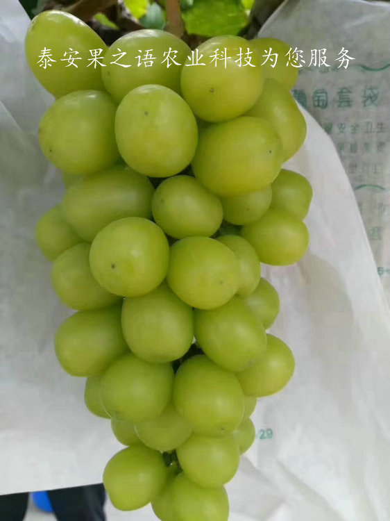 张北京玉葡萄树苗价格质优