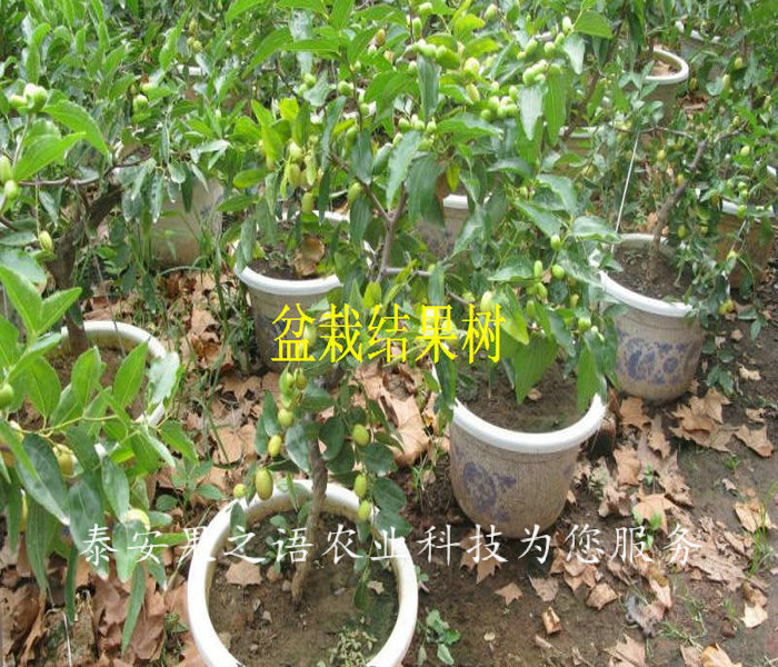 郴州2公分贵妃枣树价格表订购热线