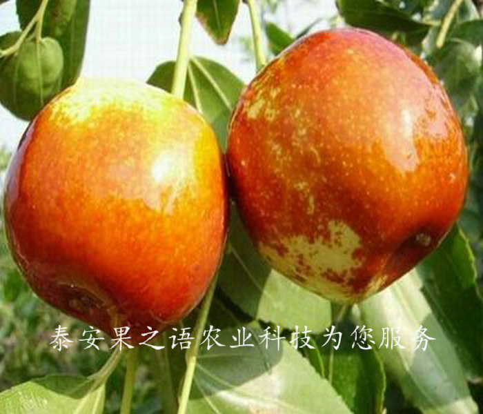 4cm冬枣树新品种新价格、兰州4公分俊枣树苗种植时间