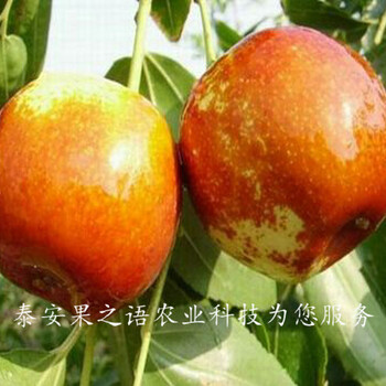 乐陵无核枣树苗出售、襄樊4公分枣树技术指导