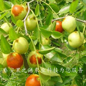金丝枣树苗种植技术、顺义园铃枣树苗成长特性