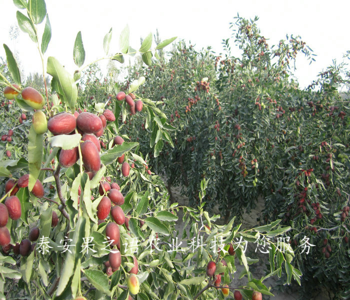 8公分俊枣树市场前景、泸州贵妃枣苗批发商