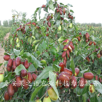 秦皇岛4公分俊枣树种类繁多订购热线
