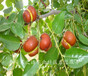 4cm冬枣树新品种新价格、兰州4公分俊枣树苗种植时间