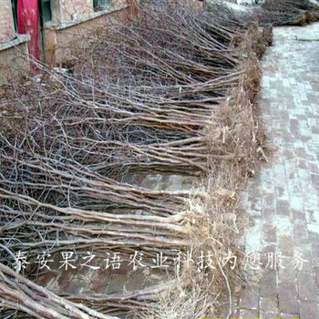 西城2cm冬枣树种类繁多订购热线