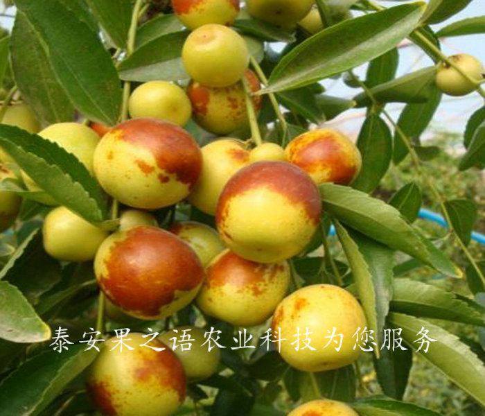 晋中6cm俊枣树供应质优