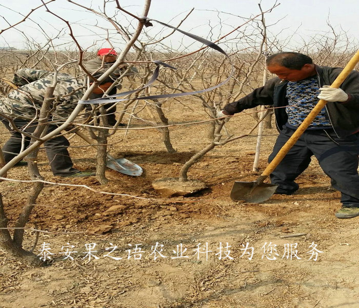 乌鲁木齐2cm贵妃枣树苗培育基地咨询电话