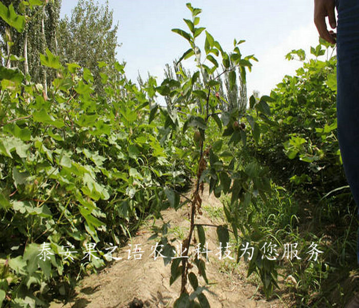 雪枣树苗新品种价格基地、萍乡短枝冬枣苗垂询电话