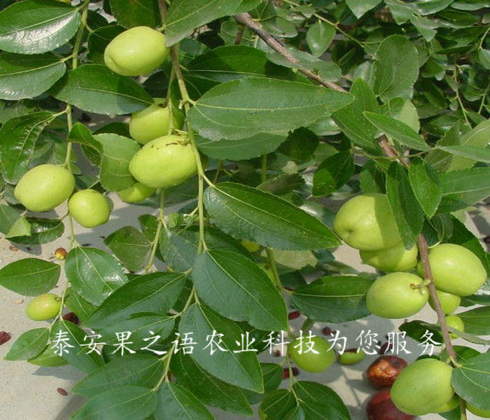 菏泽5公分俊枣苗电话