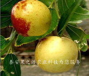 银川8公分枣树供应商订购热线图片2