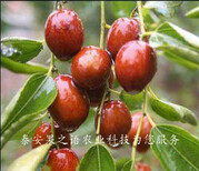 银川8公分枣树供应商订购热线图片3