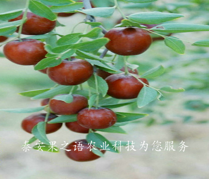 钦州3cm冬枣树成长特性质优