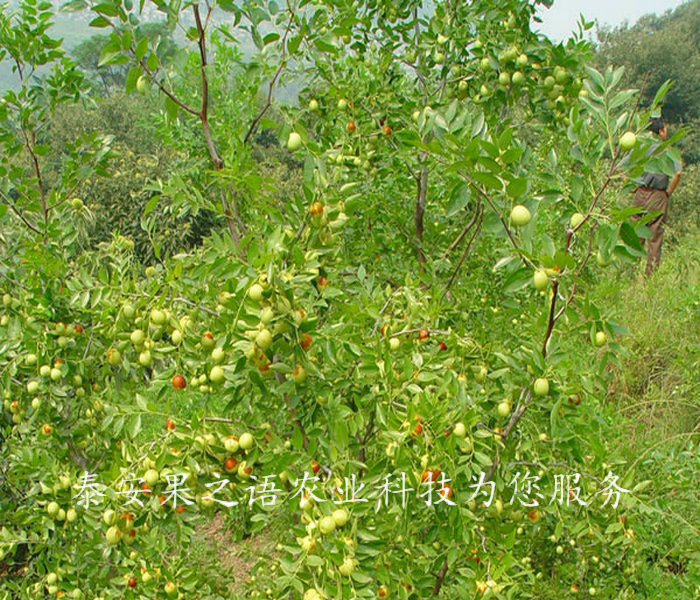 垦利2cm贵妃枣树种植基地2018报价