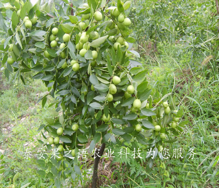 秦皇岛7公分冬枣树成长特性订购热线